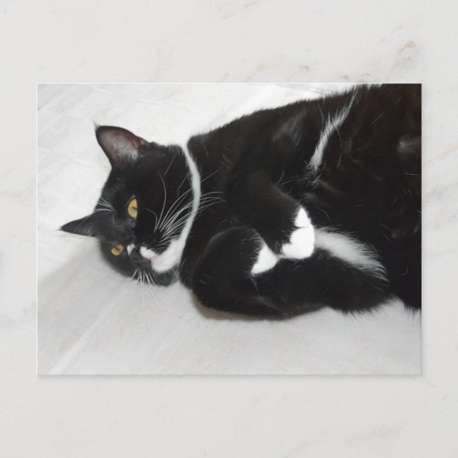 Lazy tuxedo cat postcard (Front)