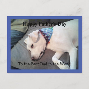 Lazy White Dog Wearing Colourful Scarf Cute Blue Postcard