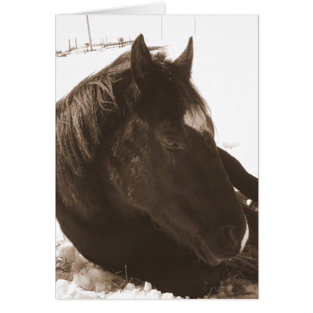 Lazy Winter Day (Front)