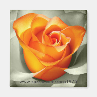 Le coeur d'une rose magnet