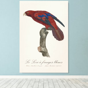Le Lori a franges bleues  Canvas Print