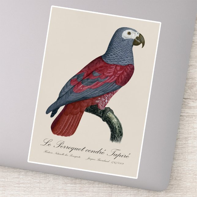 Le Perroquet cendre Tapire  (African Grey Parrot Red Factor Psittacus Erithacus. Sticker)