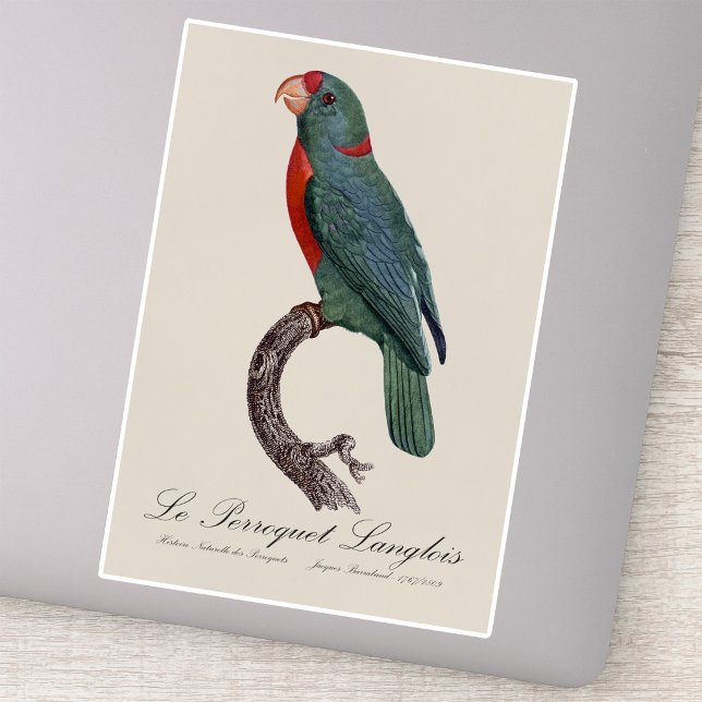 Le Perroquet Langlois by Jacques Barraband (Le Perroquet Langlois by Jacques Barraband. Sticker)