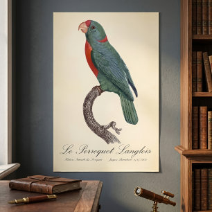 Le Perroquet Langlois by Jacques Barraband Poster