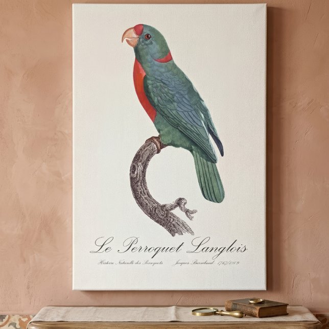 Le Perroquet Langlois  Canvas Print (Le Perroquet Langlois by Jacques Barraband. Canvas Print)