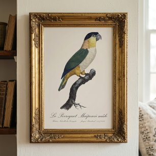 Le Perroquet Maipouri  / Black-headed parrot  Photo Print