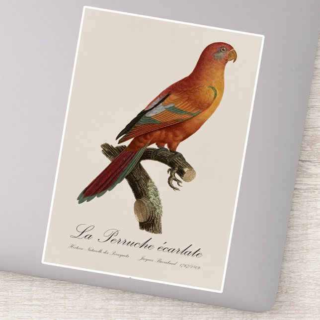Le Perruche ecarlate  (Red Lory or Eos Bornea, Trichoglossus borneus. Sticker)