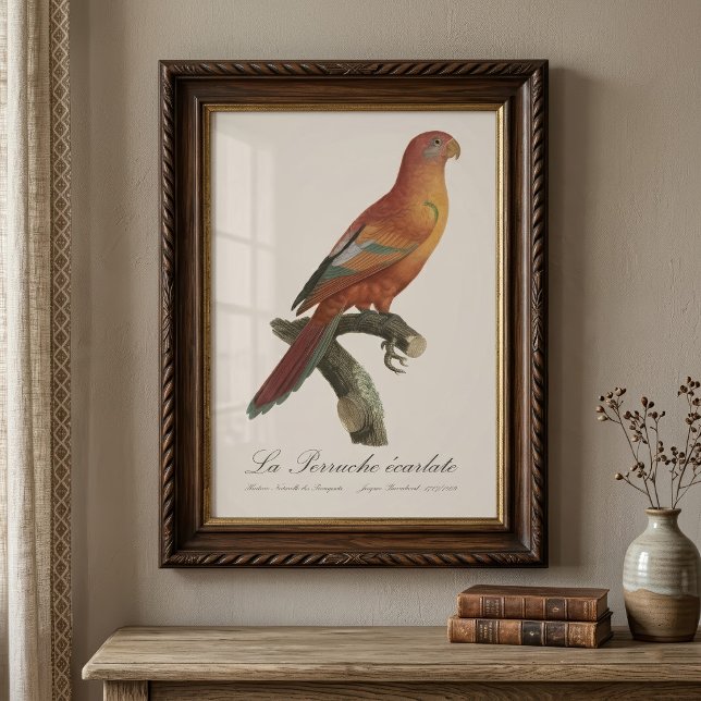 Le Perruche ecarlate  Photo Print (Red Lory or Eos Bornea, Trichoglossus borneus. Photo Print)