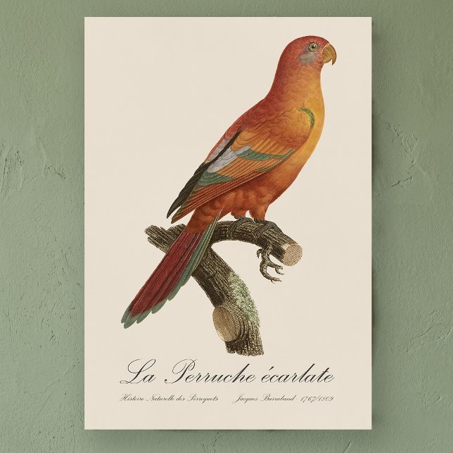 Le Perruche ecarlate  Poster (Red Lory or Eos Bornea, Trichoglossus borneus. Poster)