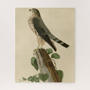 Le Petit Caporal (Merlin) Audubon Birds of America Jigsaw Puzzle