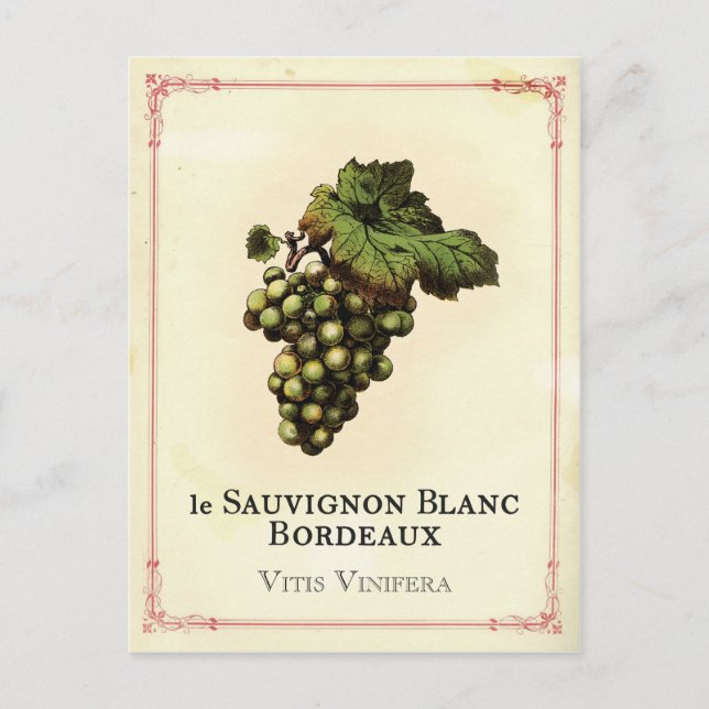 Le Vin Blanc Postcard (Front)