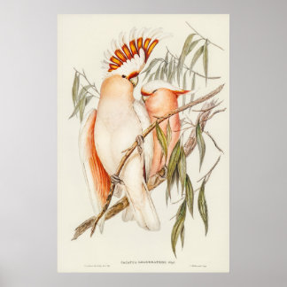 Leadbeater's Cockatoo by Elizabeth Gould Poster