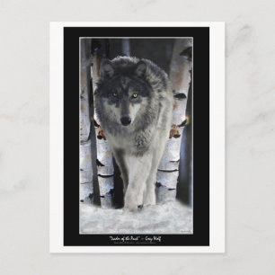 LEADER OF THE PACK ~ Wolf Postcards