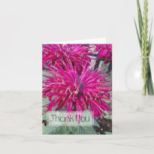 Leading Lady Razzberry Bee Balm Hot Pink Flower Thank You Card (Front)