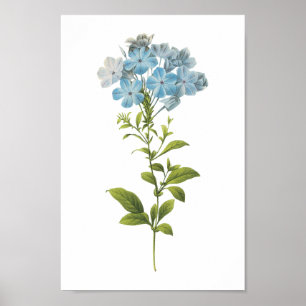 leadwort(Plumbago caerulea) by Redouté Poster