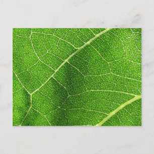 Leaf 01 postcard