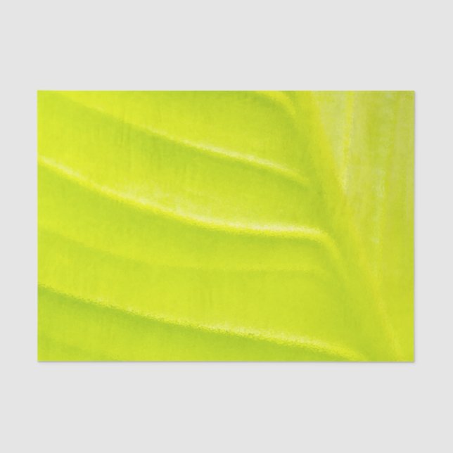 Leaf 10lb Tissue Paper (Front)
