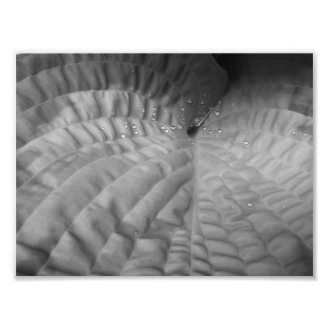 Leaf Abstract & Waterdrops-B&W Photo Print (Front)