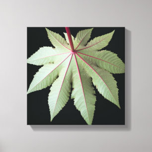 Leaf and Stem Canvas Print