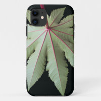 Leaf and Stem