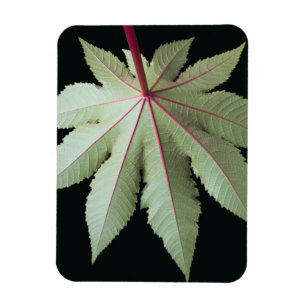 Leaf and Stem Magnet