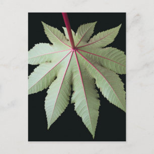 Leaf and Stem Postcard