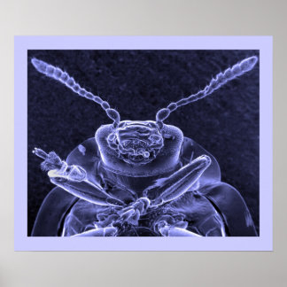 Leaf Beetle Image - Scanning Electron Microscope Poster