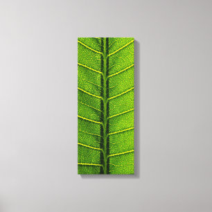 Leaf Canvas Print