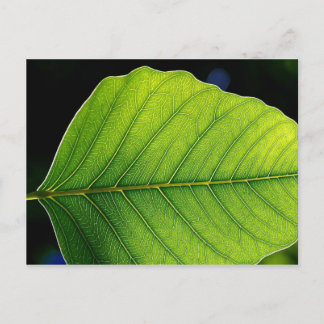 Leaf Detail Postcard