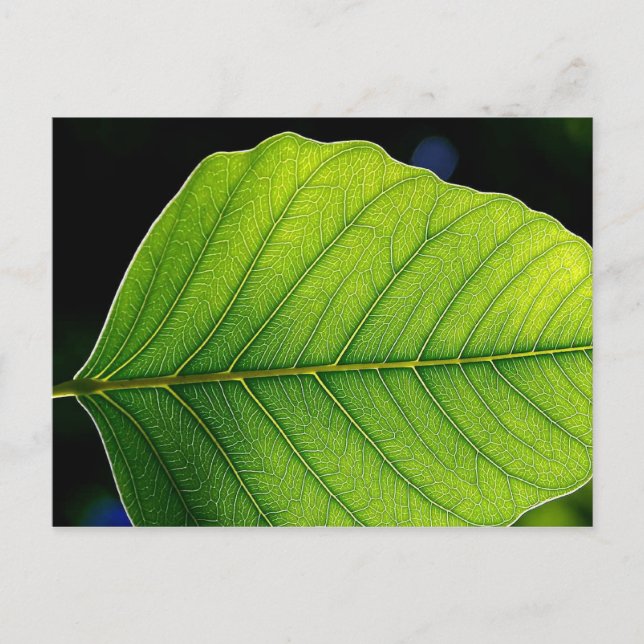 Leaf Detail Postcard (Front)