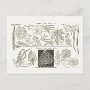 Leaf formation postcard