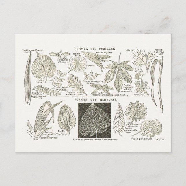 Leaf formation postcard (Front)