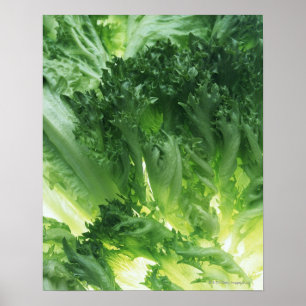Leaf Lettuce Poster