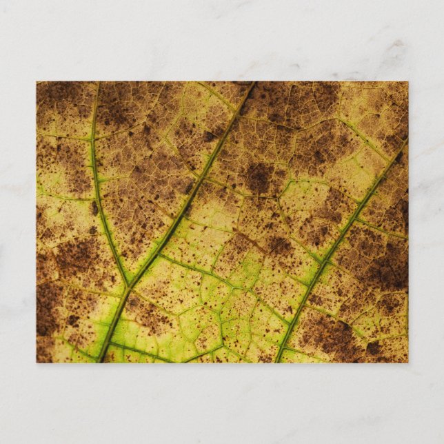 Leaf - Macro Image Fall Autumn Foliage Postcard (Front)