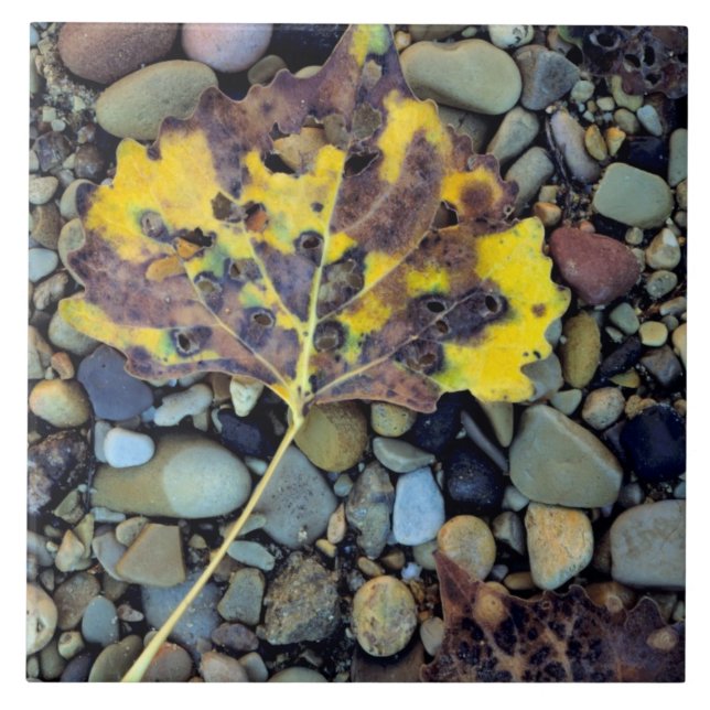 Leaf of Fremont cottonwood on flood plain Tile (Front)