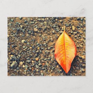 Leaf on the ground postcard