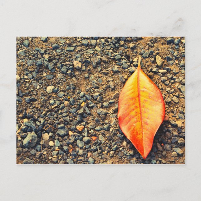 Leaf on the ground postcard (Front)