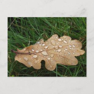 Leaf Postcard