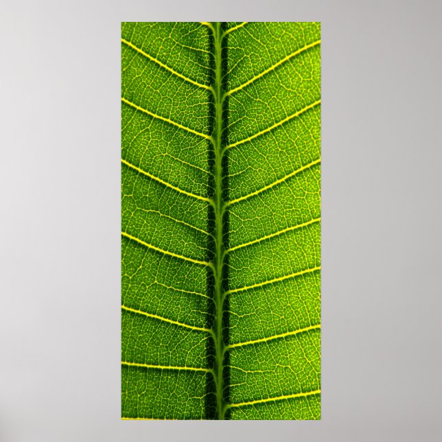 leaf poster (Front)