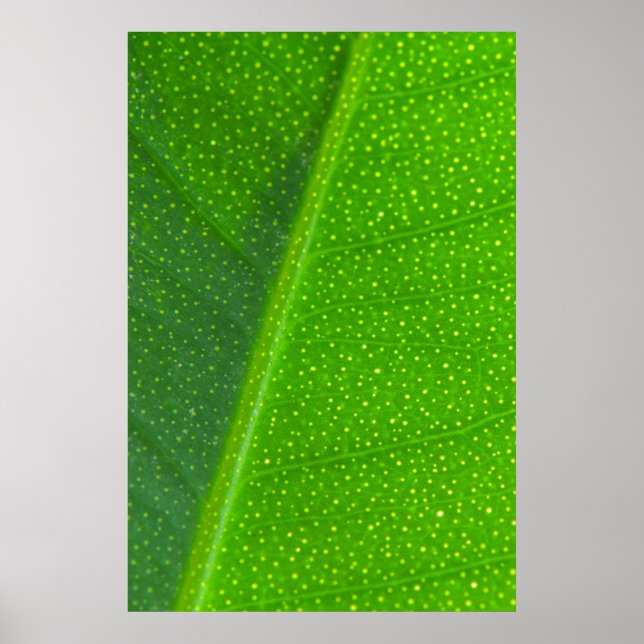 Leaf Poster (Front)
