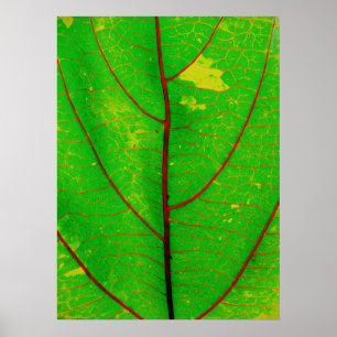 leaf poster