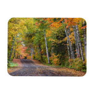 Leaf Strewn Gravel Road With Autumn Colour Magnet