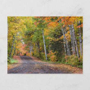 Leaf Strewn Gravel Road With Autumn Colour Postcard