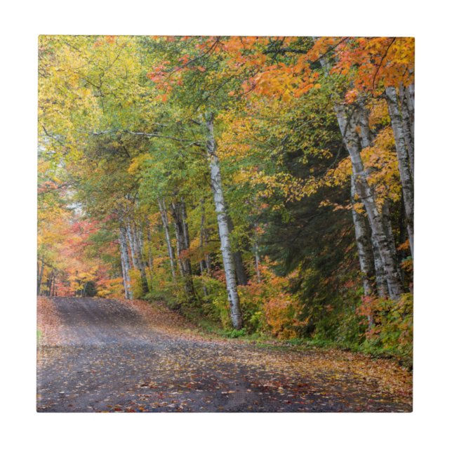 Leaf Strewn Gravel Road With Autumn Colour Tile (Front)