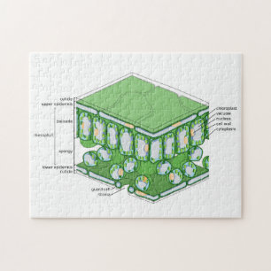 Leaf Tissue Structure Plant Cell Diagram Chart  Jigsaw Puzzle