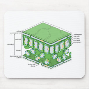 Leaf Tissue Structure Plant Cell Diagram Chart  Mouse Pad