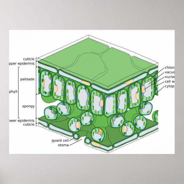 Leaf Tissue Structure Plant Cell Diagram Poster (Front)