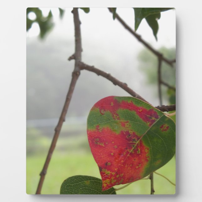 leaf turning red Fall in Florida Plaque (Front)