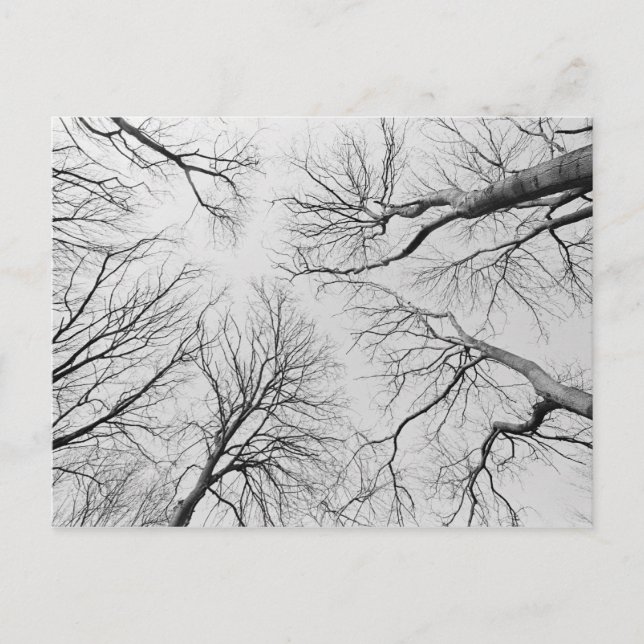 Leafless Trees in Thiepval Wood Postcard (Front)