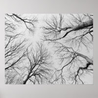 Leafless Trees in Thiepval Wood